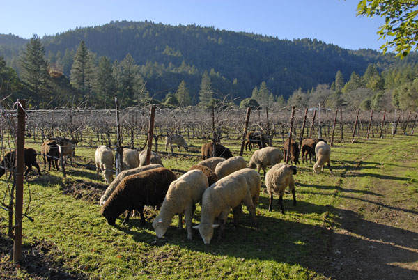 Image of a flock of sheep grazing amongst dormant grape vines