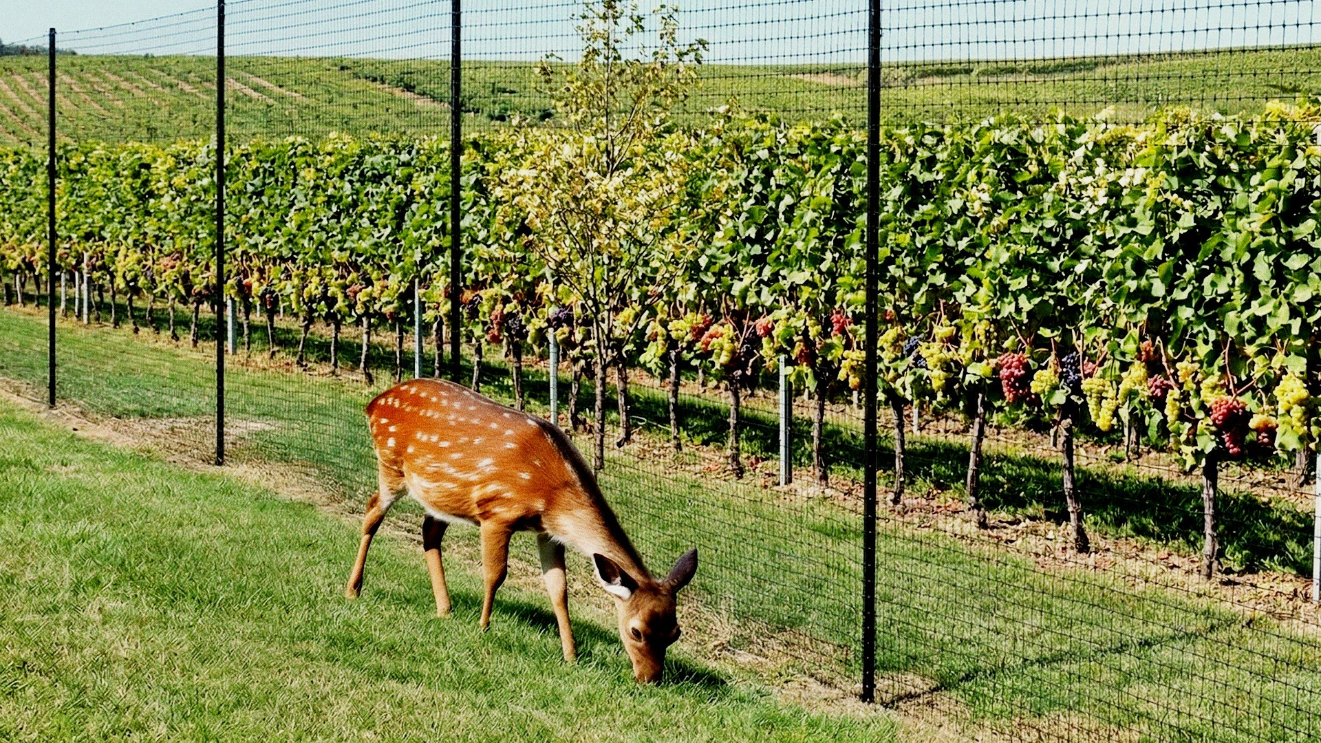 Deer standing next to wire fence.