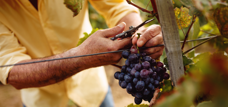 Are You Making These 5 Common Harvest Mistakes?