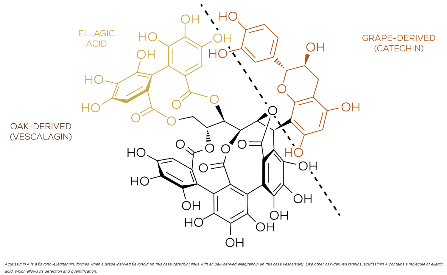 Understanding Ellagitannins
