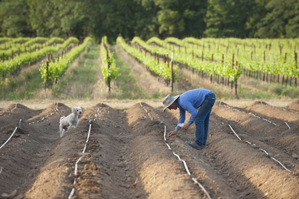 man inspecting his vineyard with a small white dog looking on