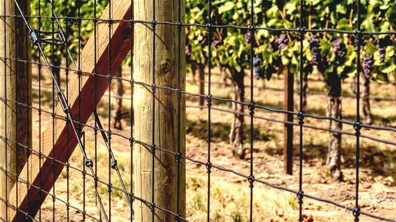 Woven wire fence in front of a vineyard