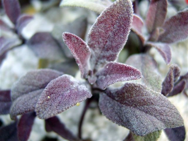 Sage, Native California Purple - Organic Medicinal Live Plants for Sale -  Crimson Sage Nursery