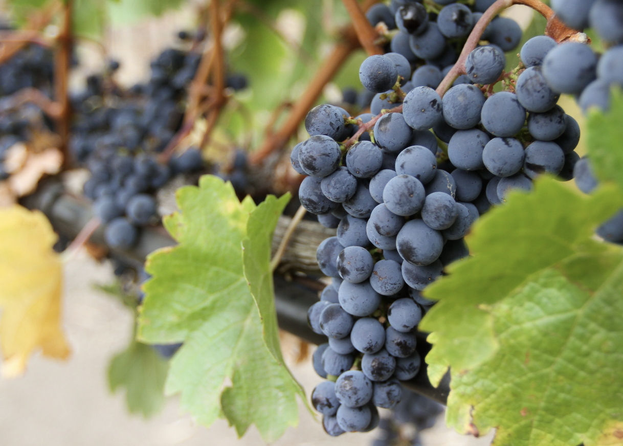 Phenolic Panel for Grapes