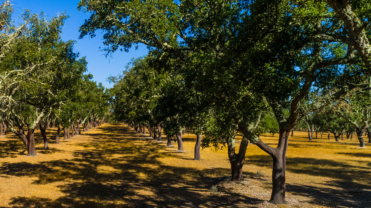 Cork tree forest in Portugal